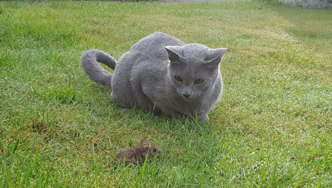 Tiernahrung kaufen