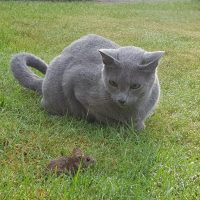 Tiernahrung kaufen